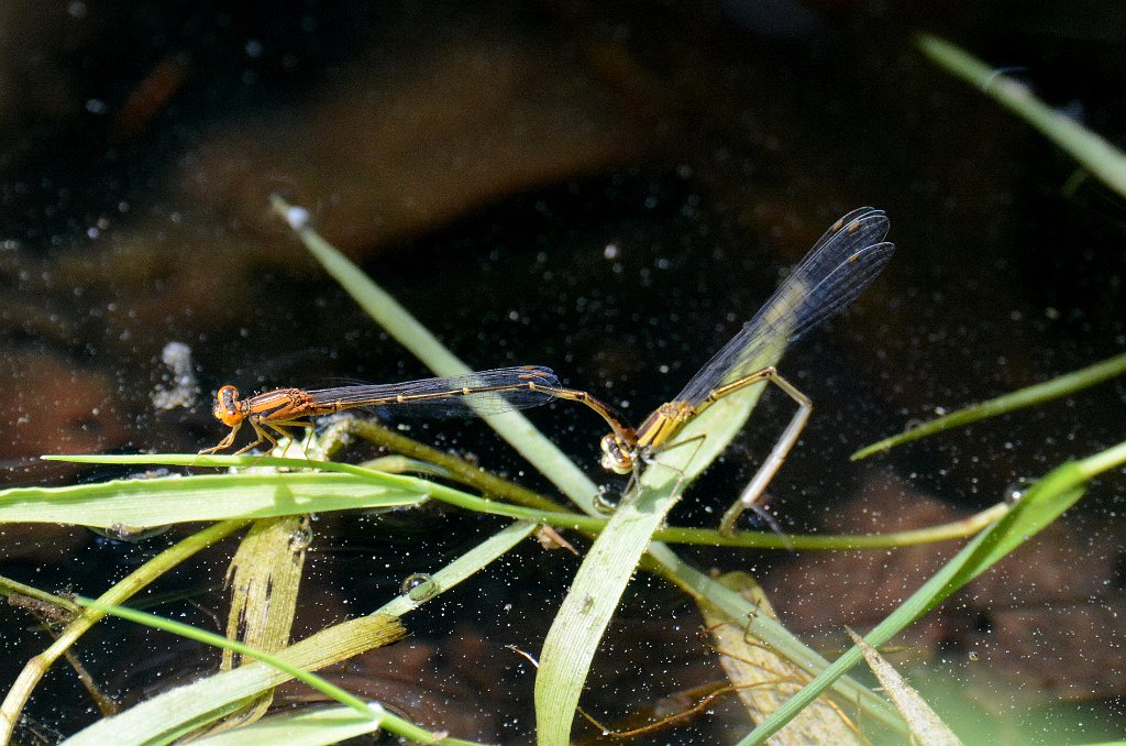 072 2013-06092740 Shrewsbury, MA.JPG - Orange Bluet Damselfly (Enallagma signatum). Dean Park, Shrewsbury, MA, 6-9-2013